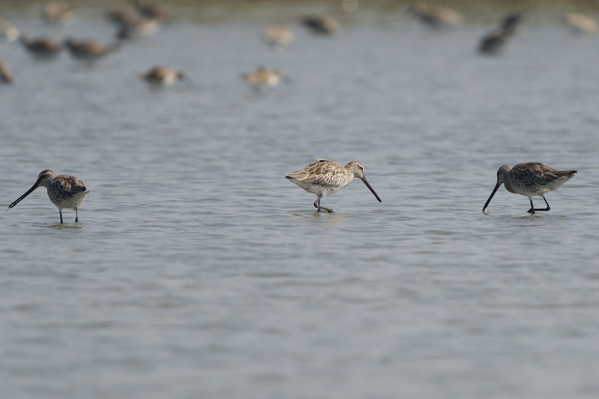 slukovec asijský - ML646448238