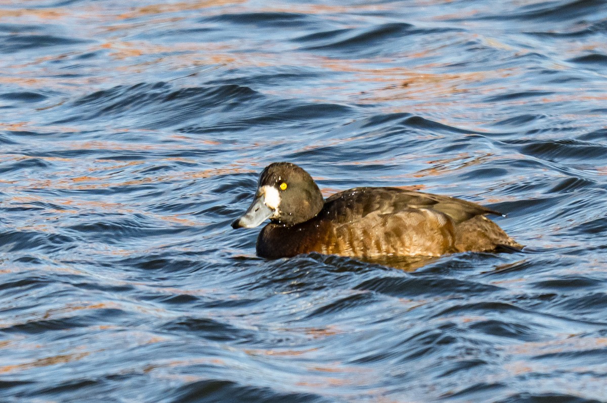 Karabaş Patka - ML646448239