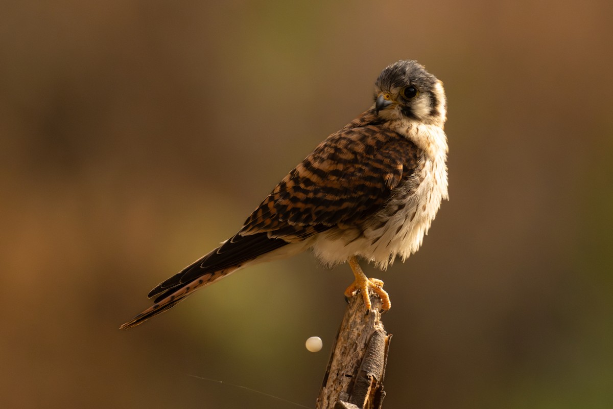 Воробьиная пустельга - ML646448242