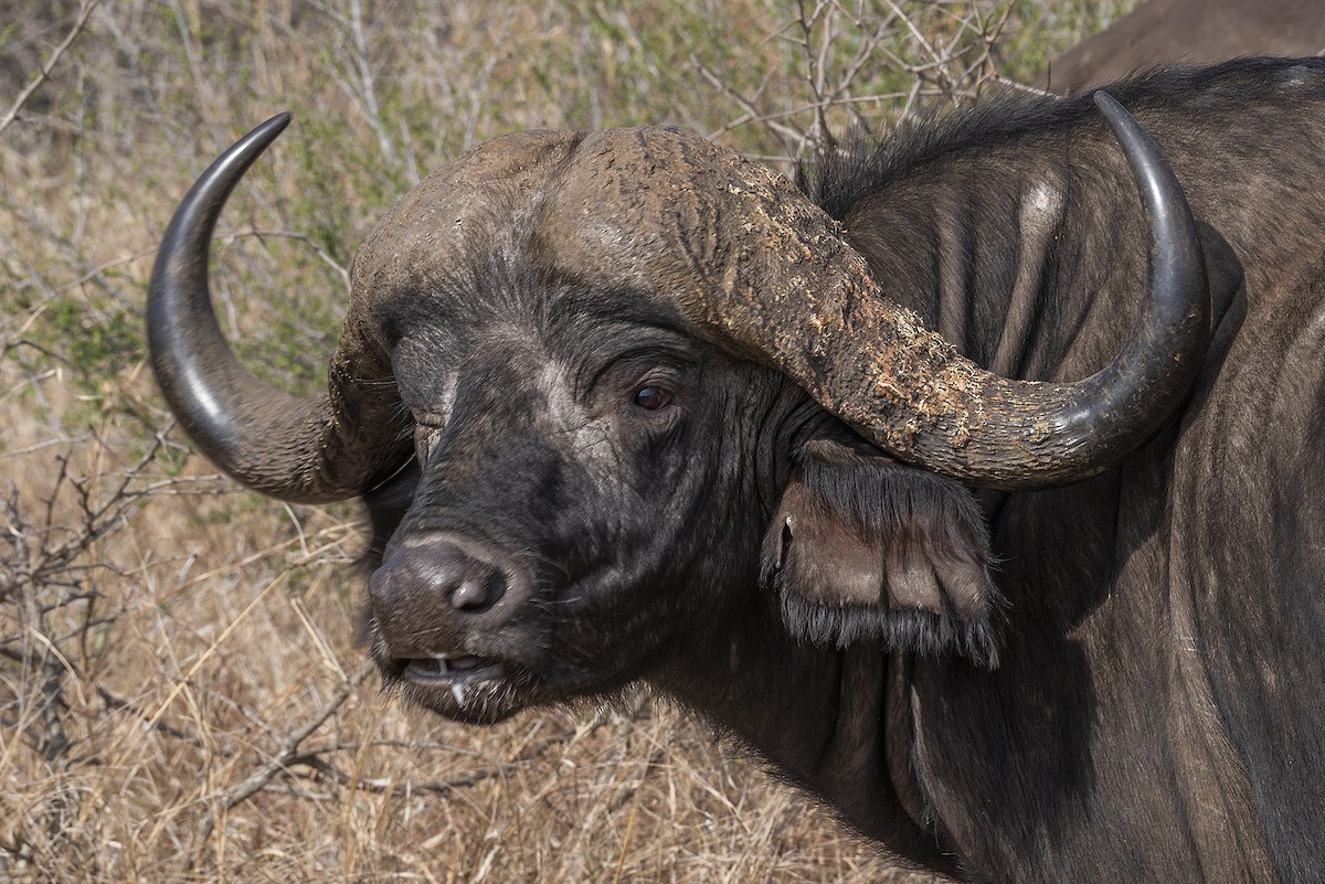 Cape Buffalo - ML646448244