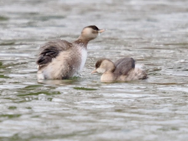 Zwergtaucher - ML646448246