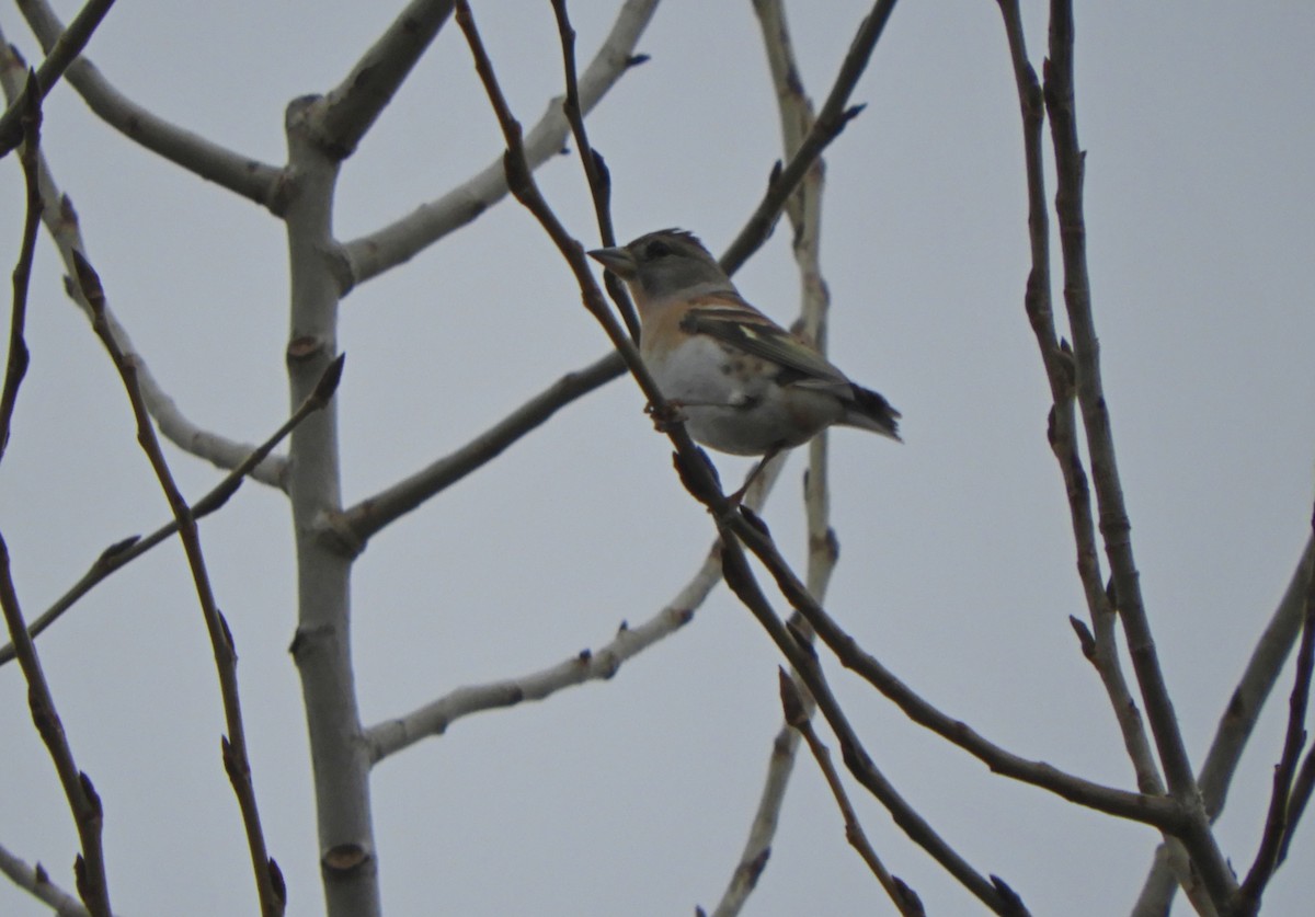 Pinson du Nord - ML646448257