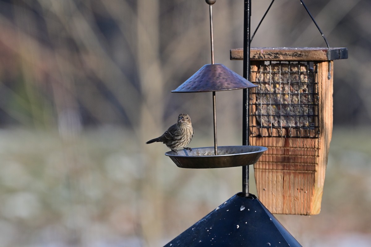 メキシコマシコ - ML646448259