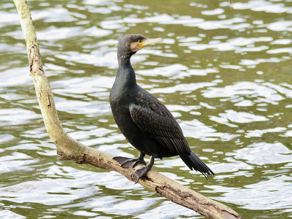 Kormoran - ML646448263