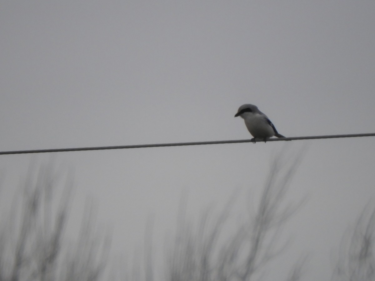 Pie-grièche grise - ML646448264