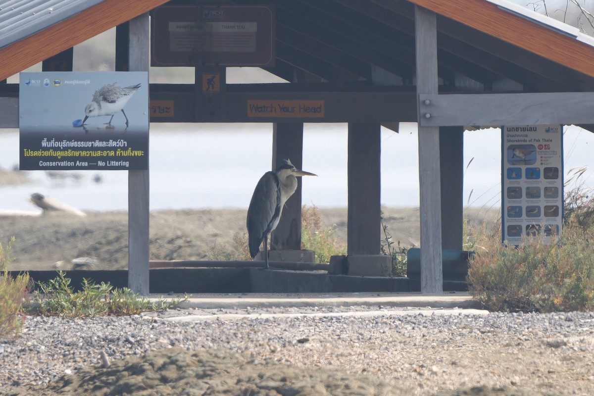 volavka popelavá (ssp. cinerea/jouyi) - ML646448267