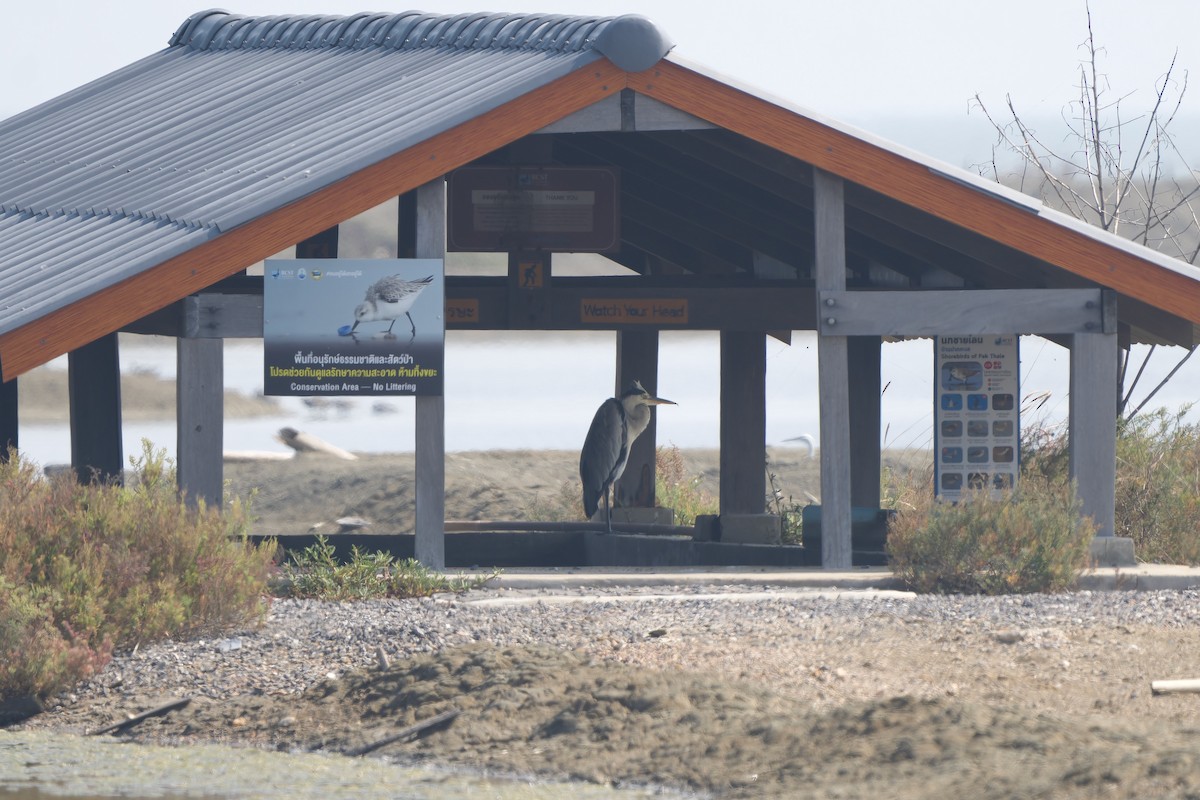 volavka popelavá (ssp. cinerea/jouyi) - ML646448268