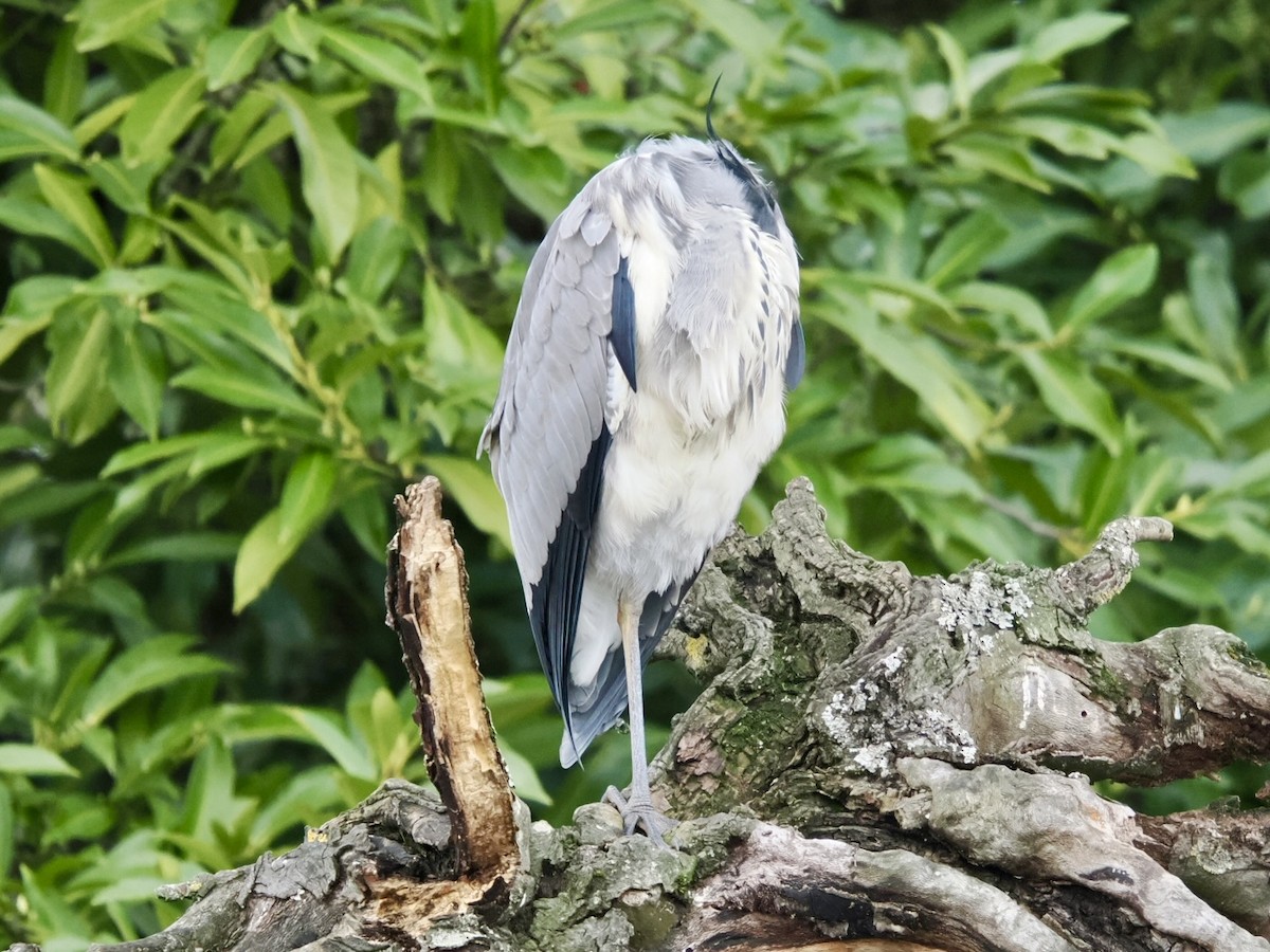 Graureiher - ML646448273