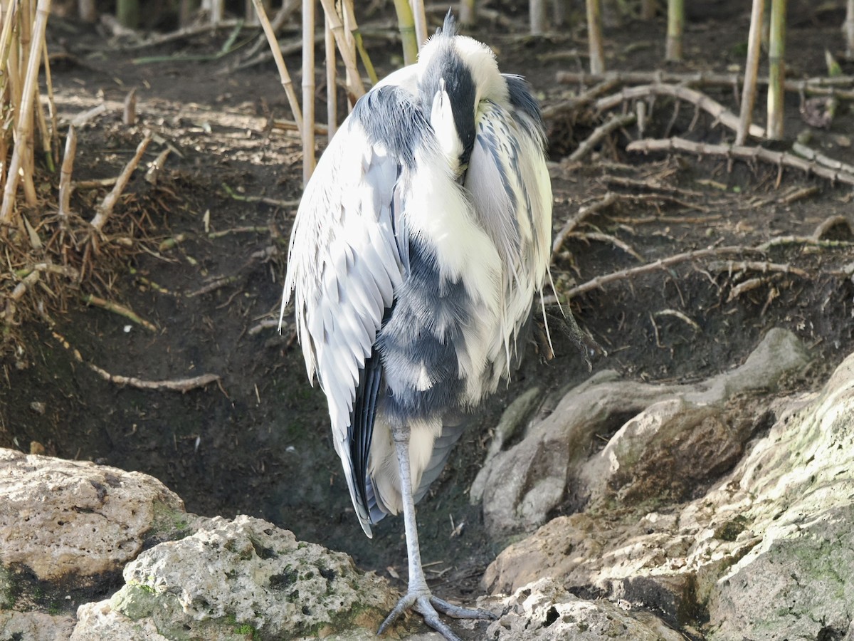 Graureiher - ML646448274