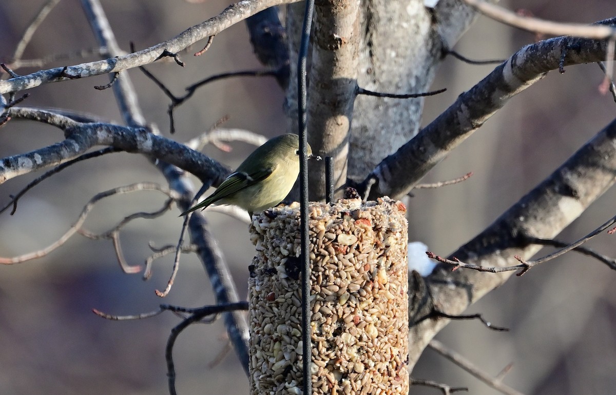 ルビーキクイタダキ - ML646448276