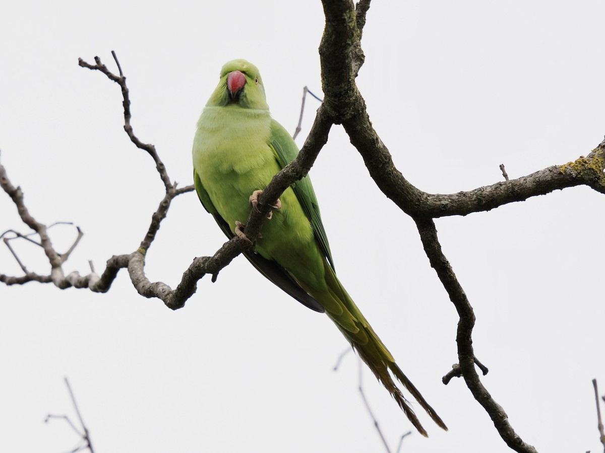 Halsbandsittich - ML646448277