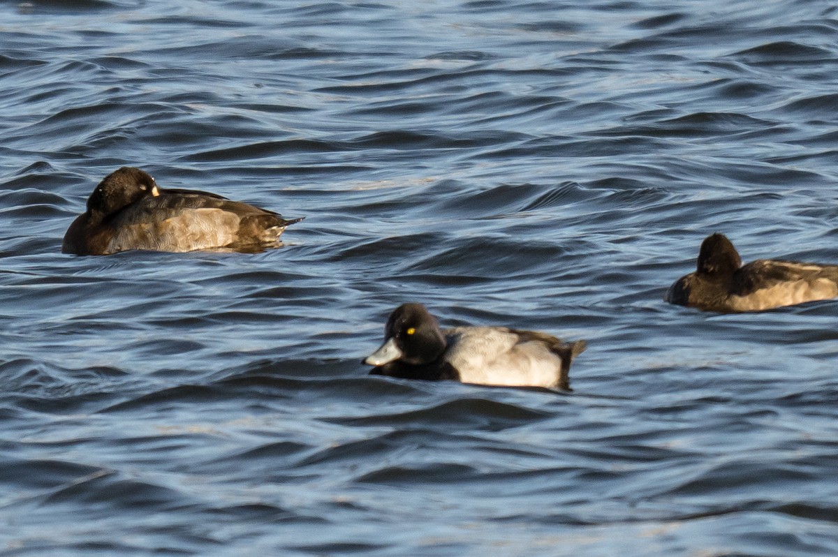 Morbaş Patka - ML646448278