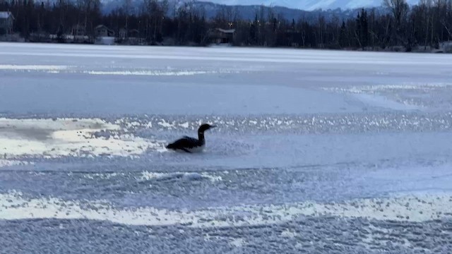 Common Loon - ML646448279