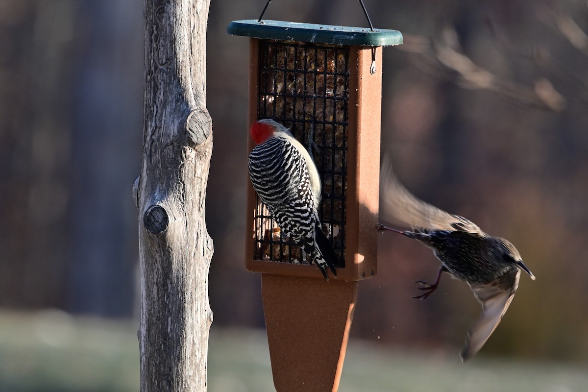 シマセゲラ - ML646448280