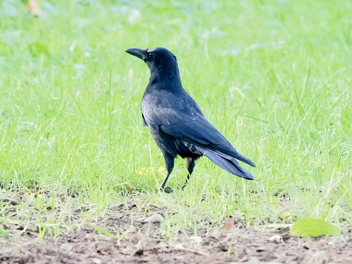 Rabenkrähe - ML646448281