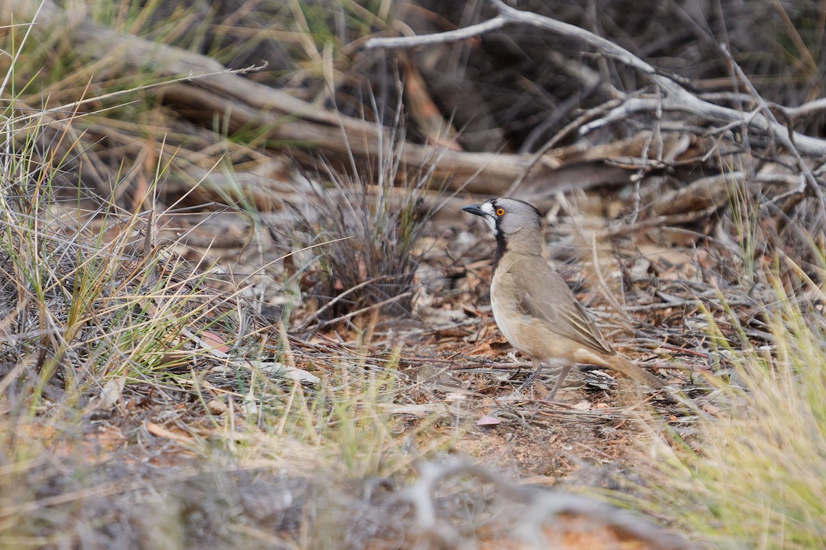 Crested Bellbird - ML646448282