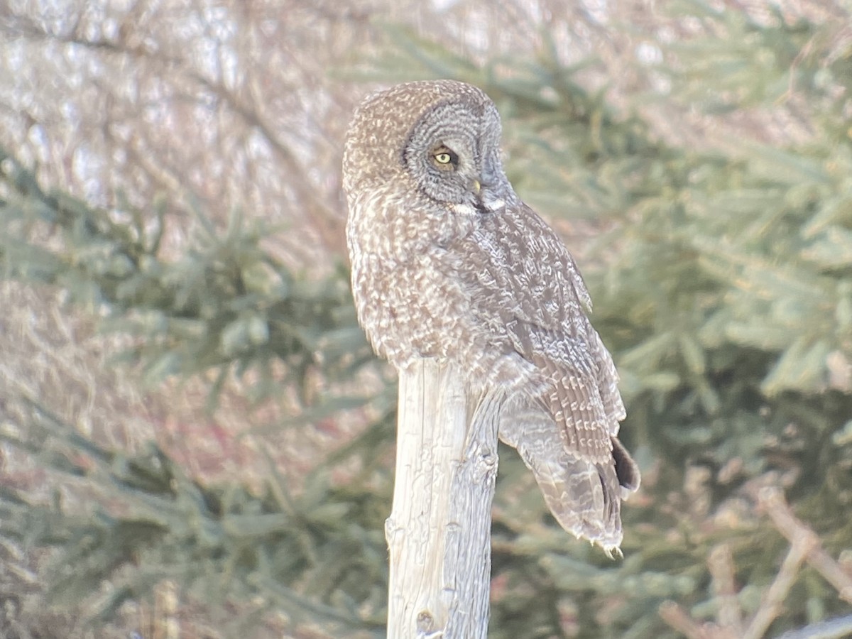 puštík vousatý - ML646448283