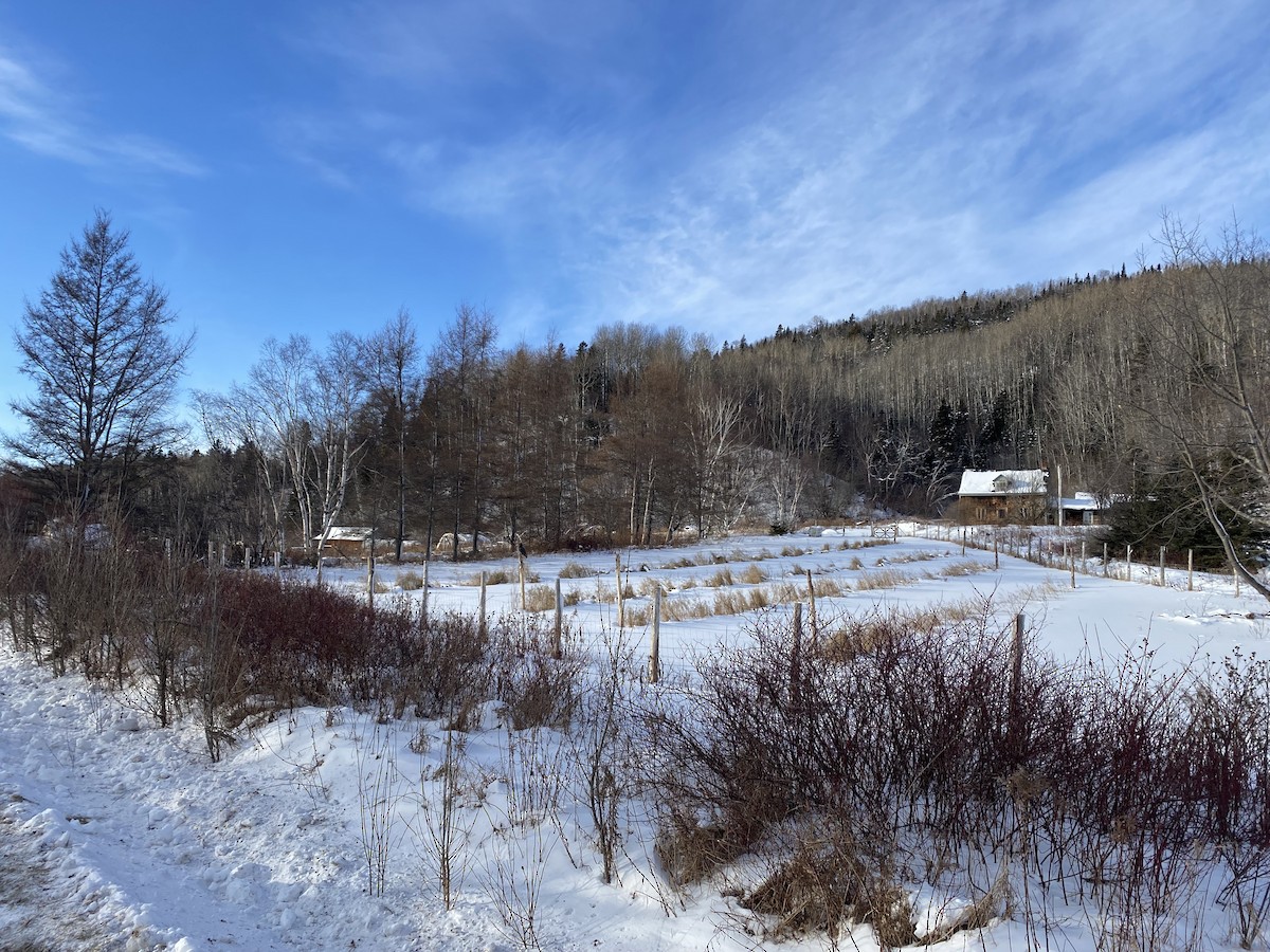 puštík vousatý - ML646448284