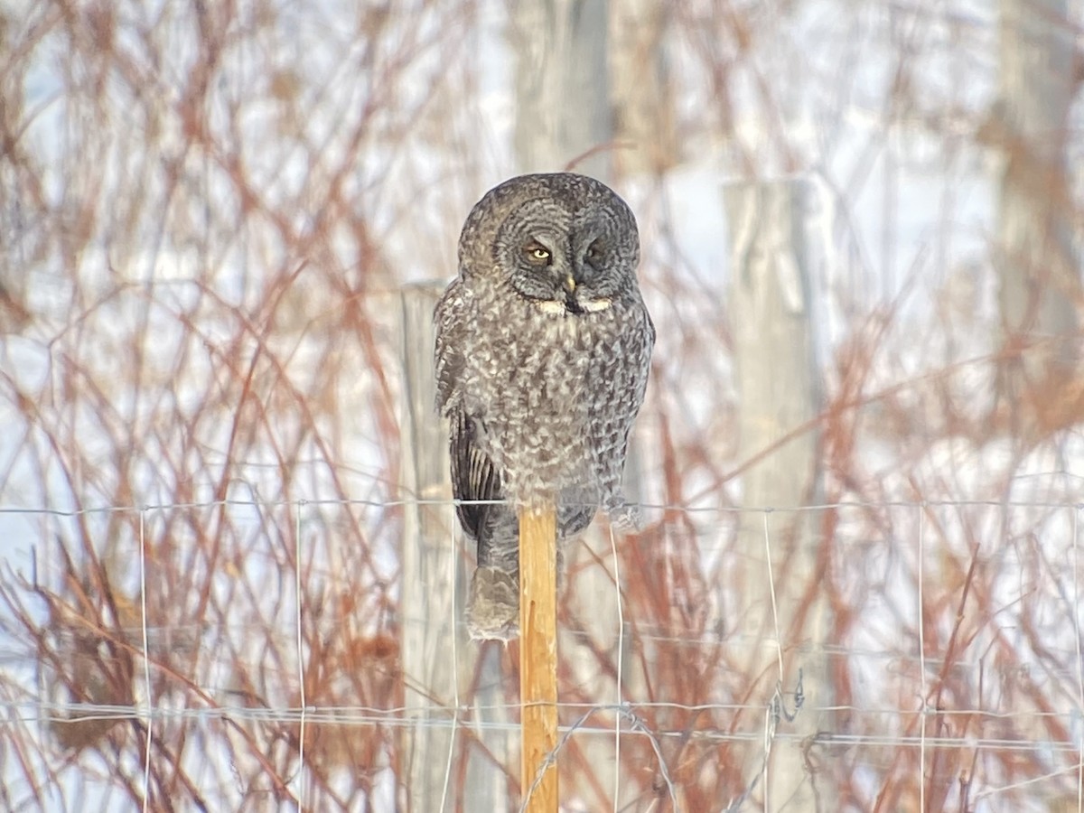 puštík vousatý - ML646448285