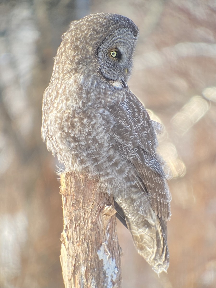 puštík vousatý - ML646448286