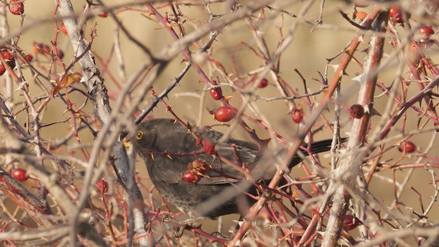 Eurasian Blackbird - ML646448290