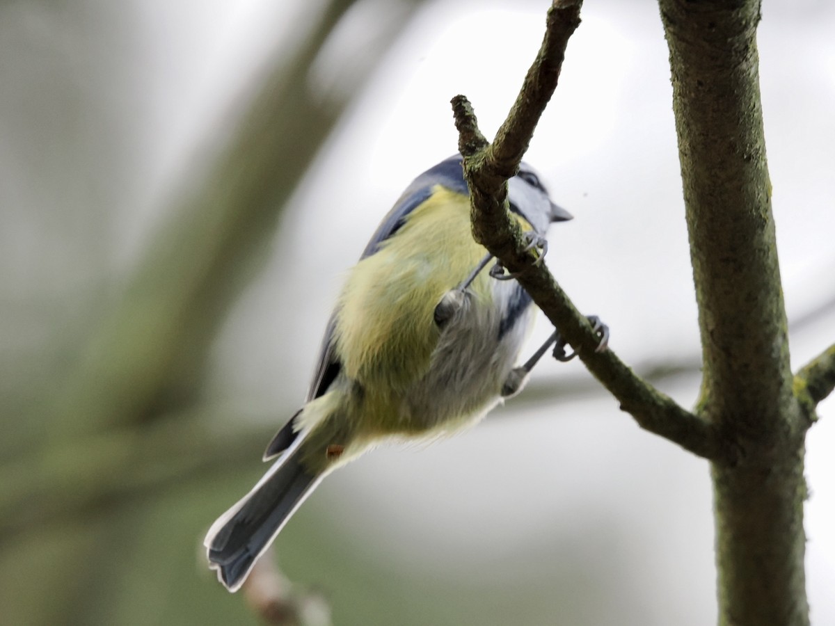 Blaumeise - ML646448292