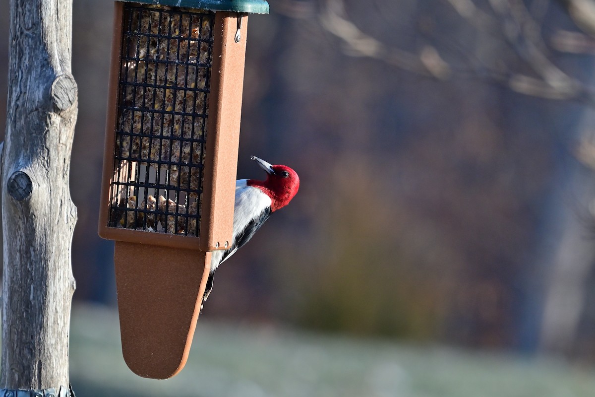 ズアカキツツキ - ML646448293