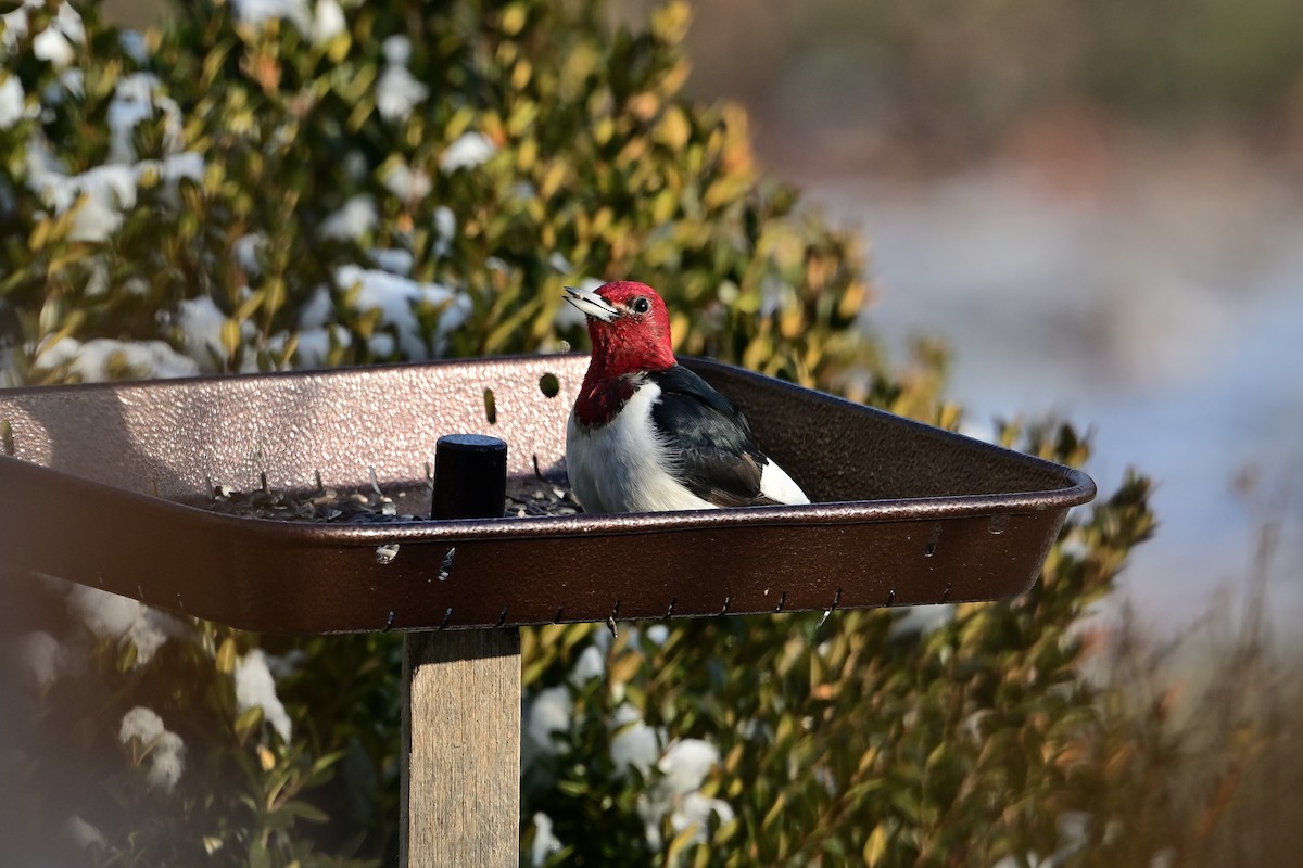 ズアカキツツキ - ML646448294