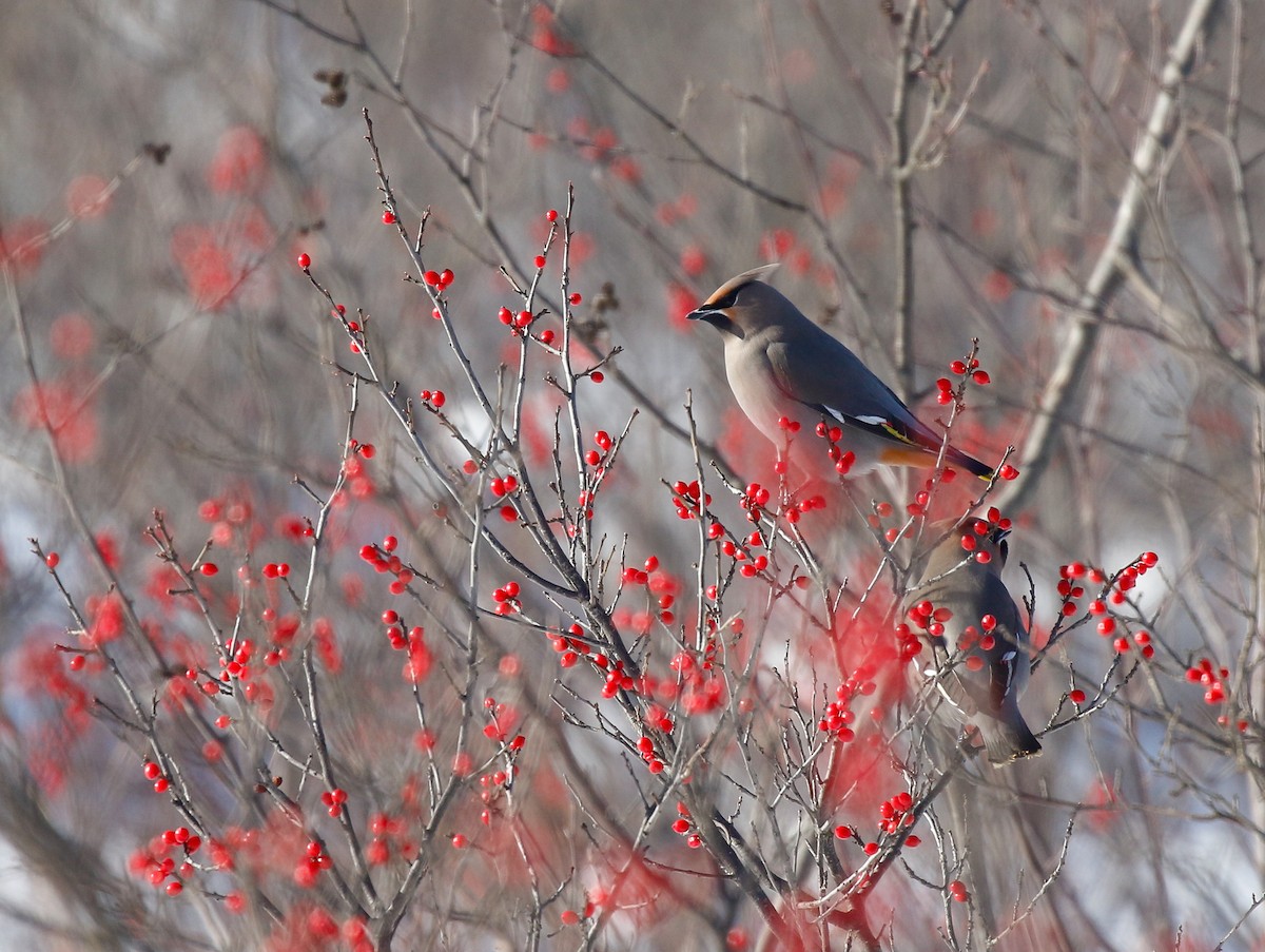 Bohemian Waxwing - ML646448302