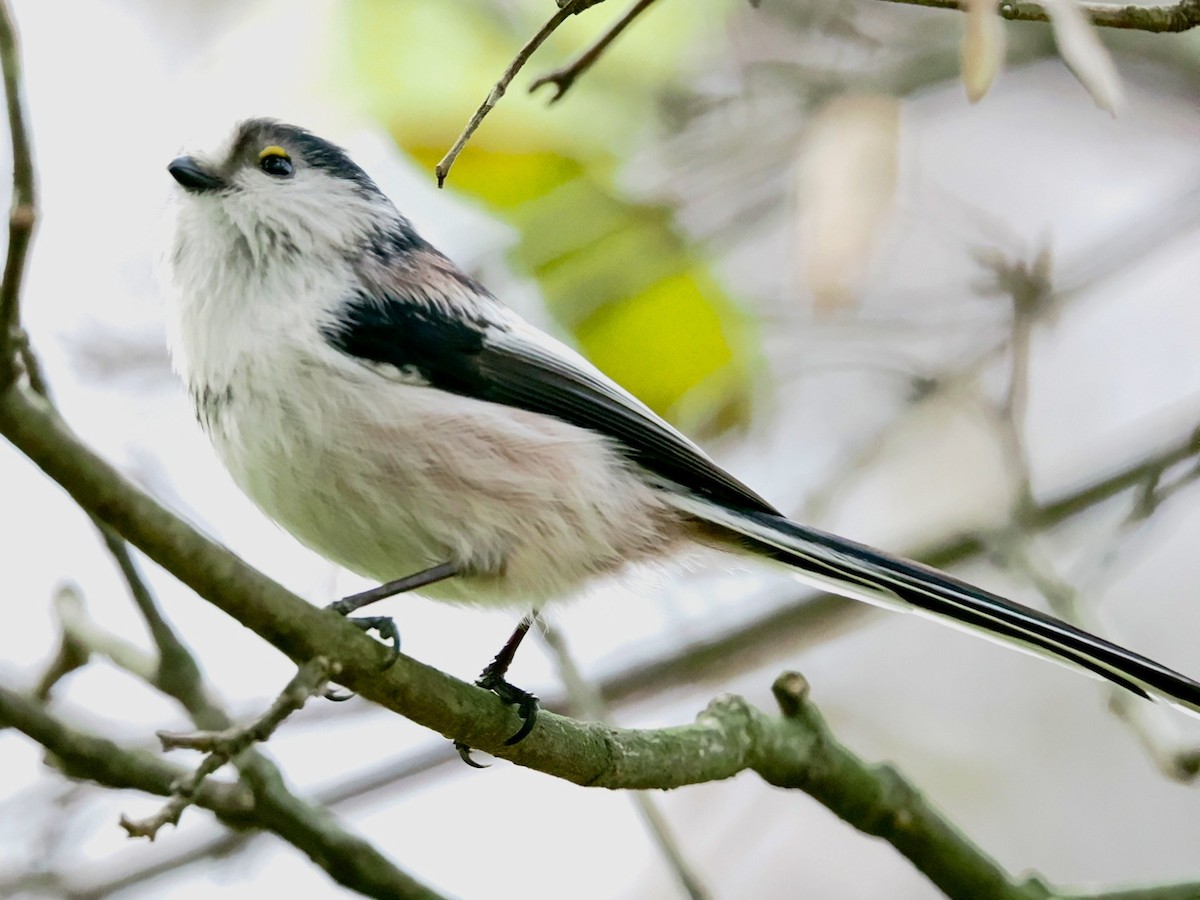 Schwanzmeise - ML646448303