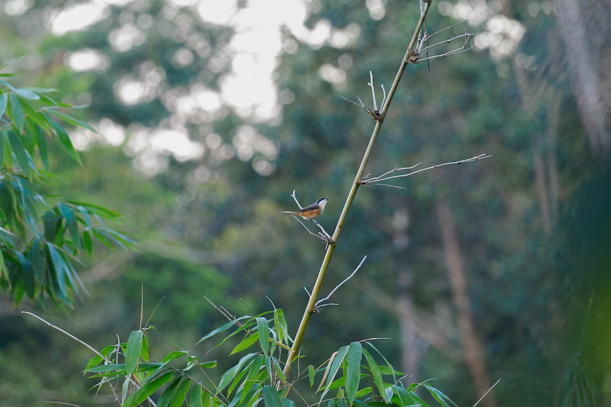 Тибетский сорокопут - ML646448305