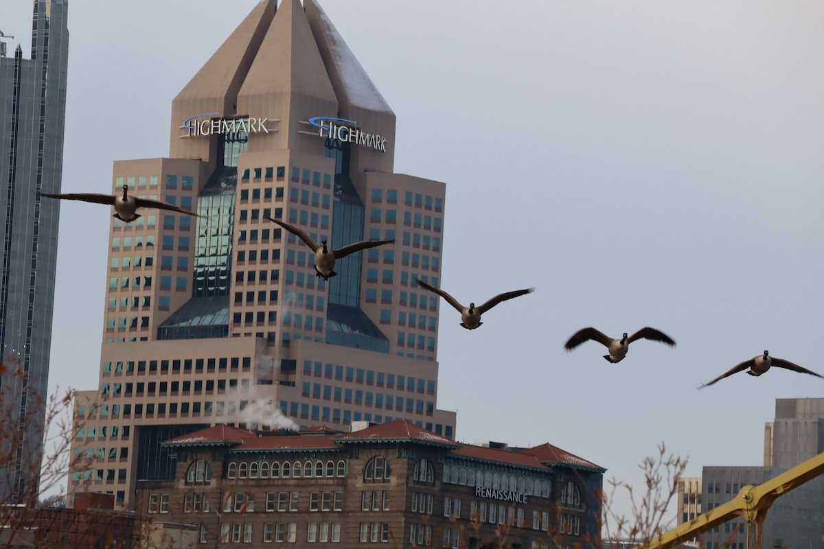 Canada Goose - ML646448307