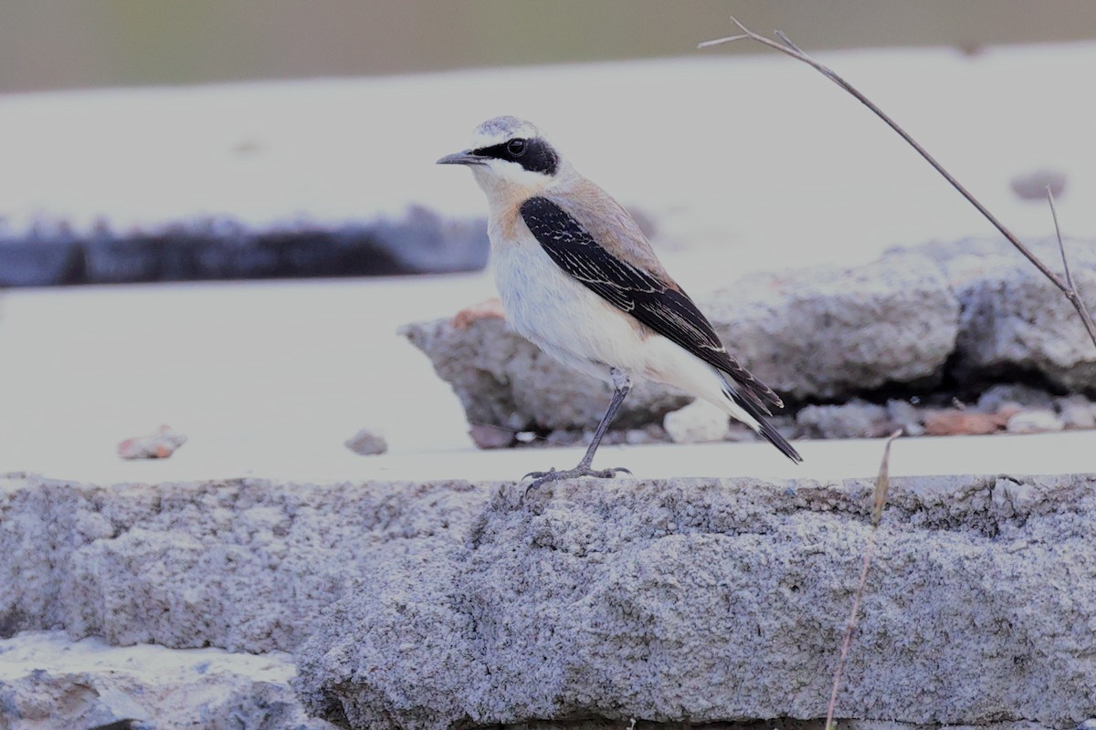 Northern Wheatear - ML646448310