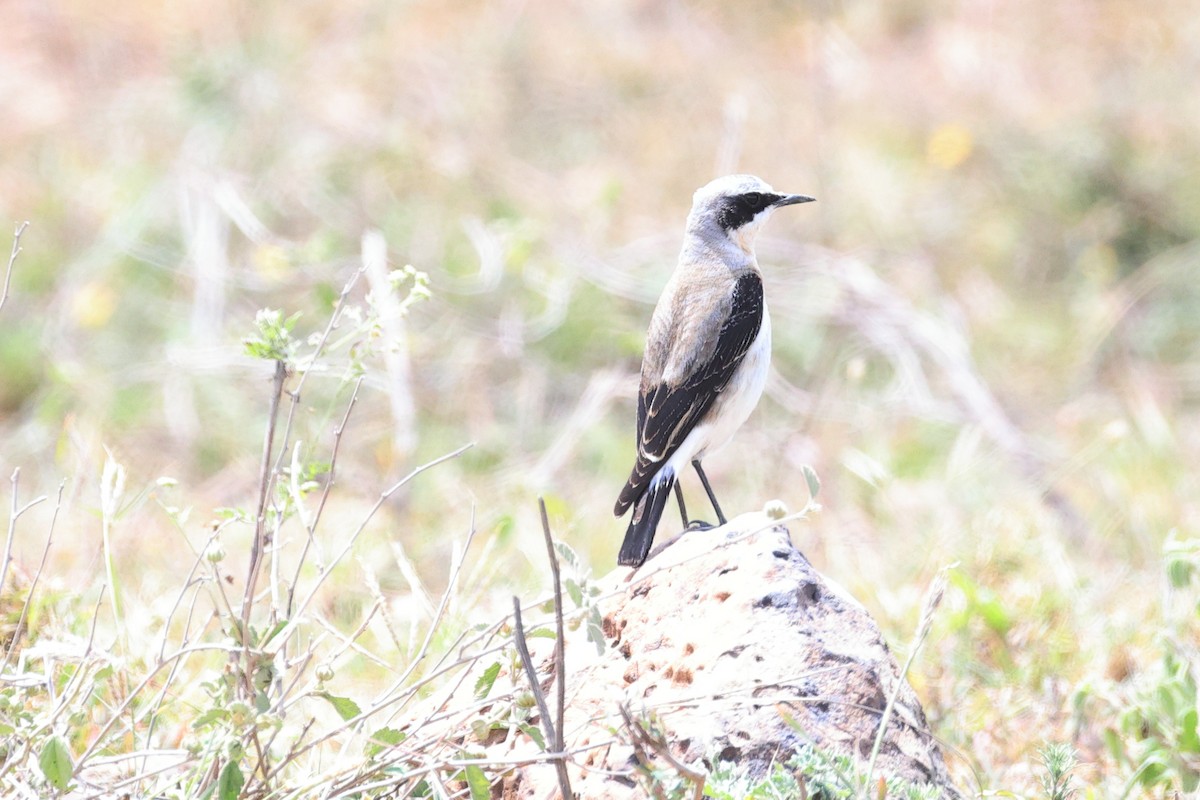 Northern Wheatear - ML646448311