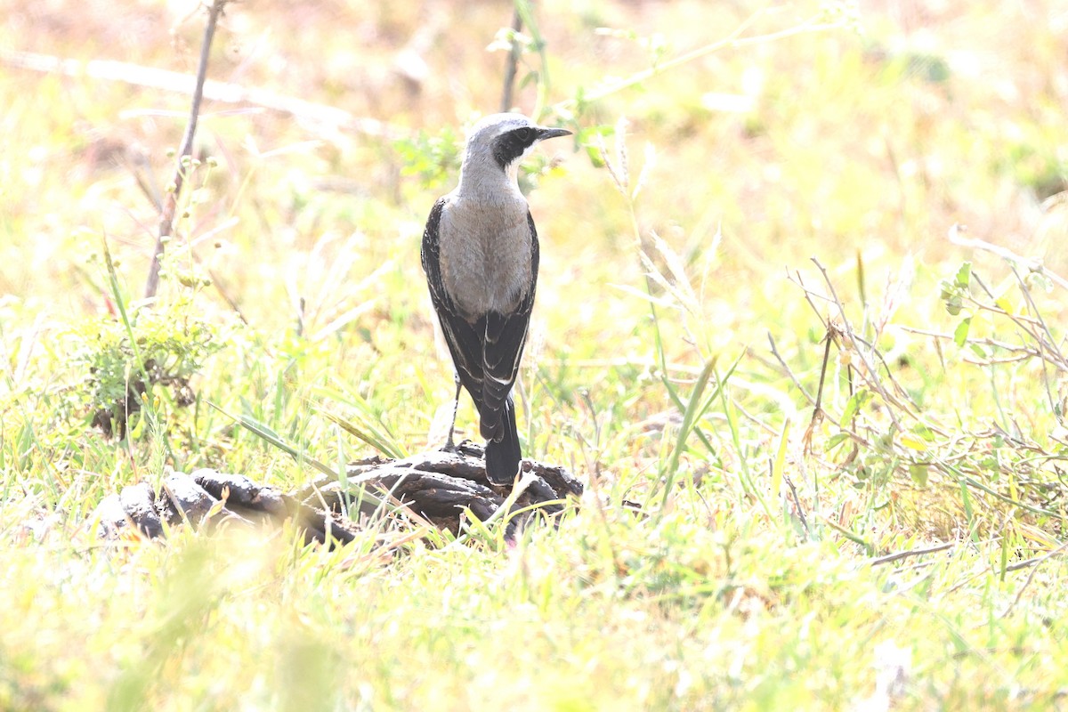 Northern Wheatear - ML646448312