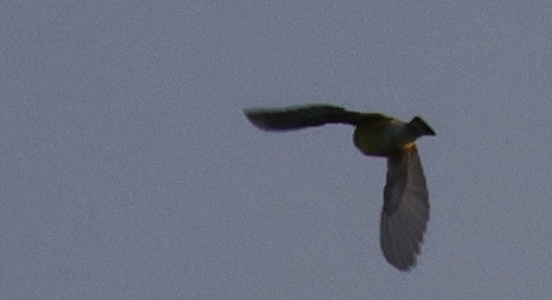 Magnolia Warbler - ML646448313