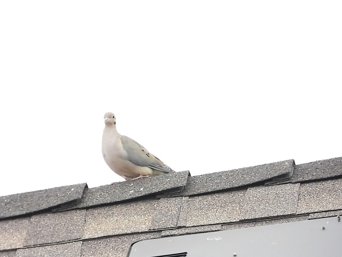 Mourning Dove - ML646448314