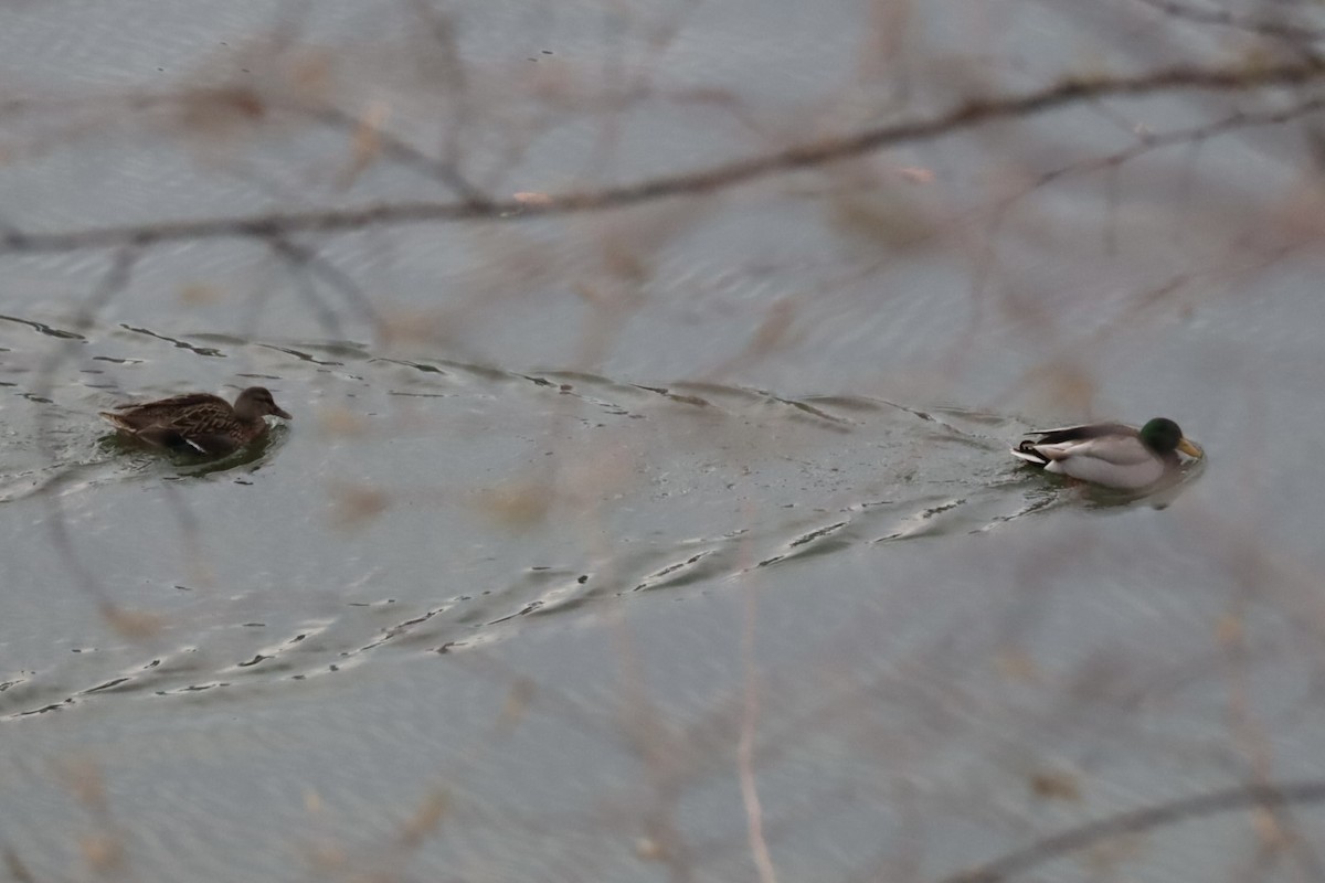 Mallard - ML646448317