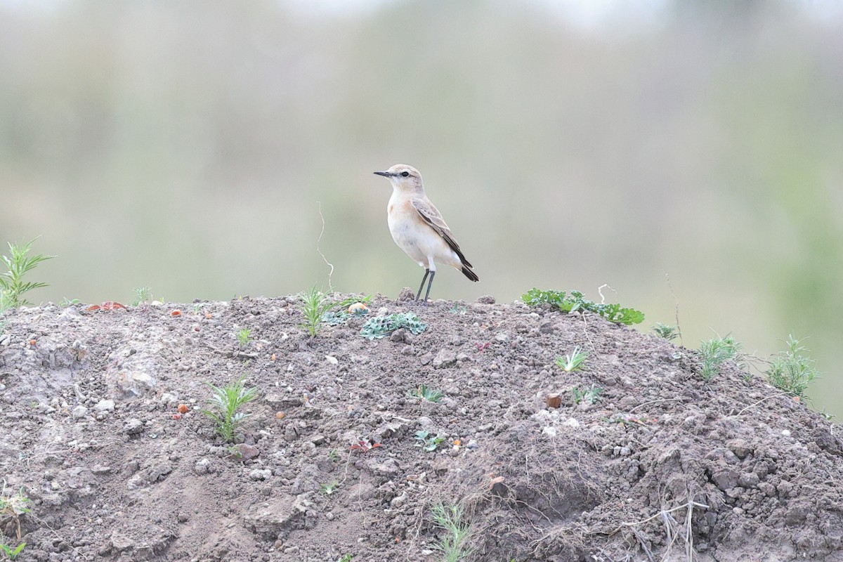 Isabelline Wheatear - ML646448318