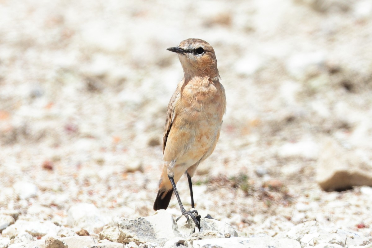 Isabelline Wheatear - ML646448319