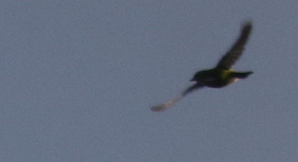 Magnolia Warbler - ML646448323