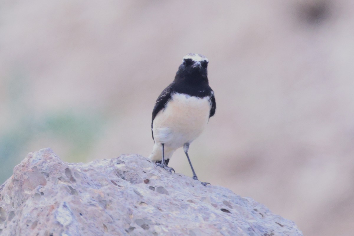 Pied Wheatear - ML646448324