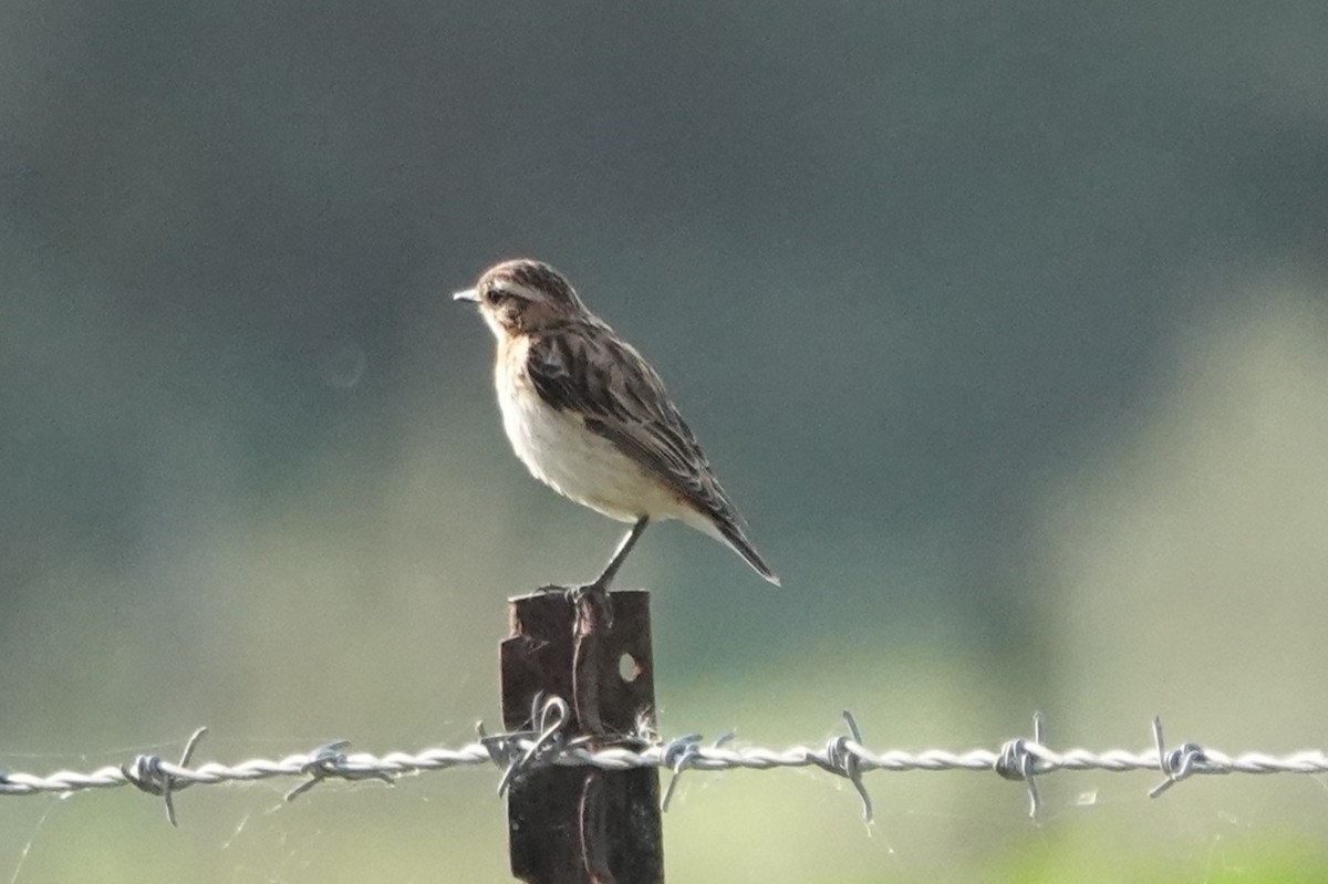 Whinchat - ML646448331