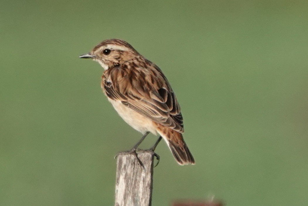 Whinchat - ML646448332