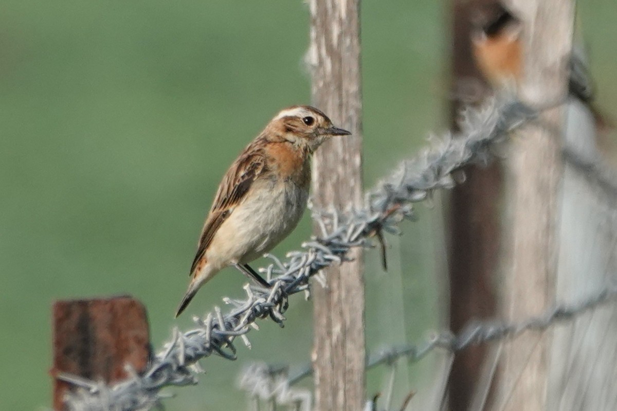 Whinchat - ML646448333