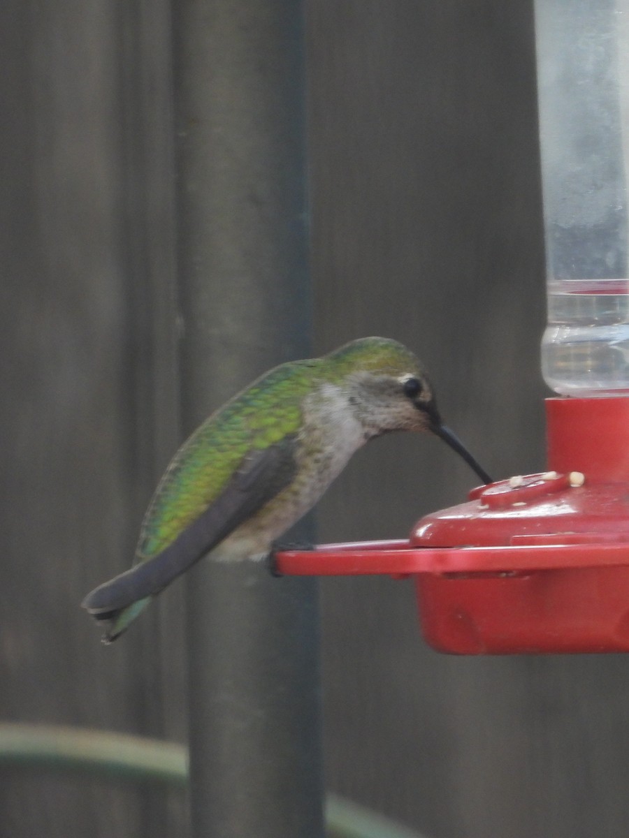 Anna's Hummingbird - ML646448338