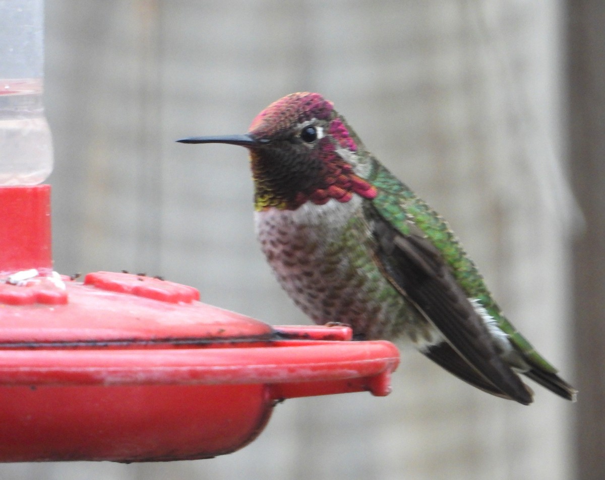 Anna's Hummingbird - ML646448339