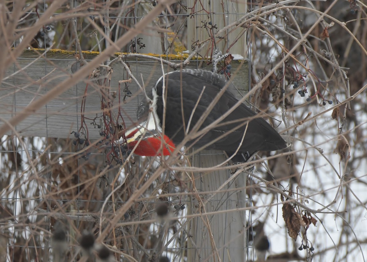 Pileated Woodpecker - ML646448340