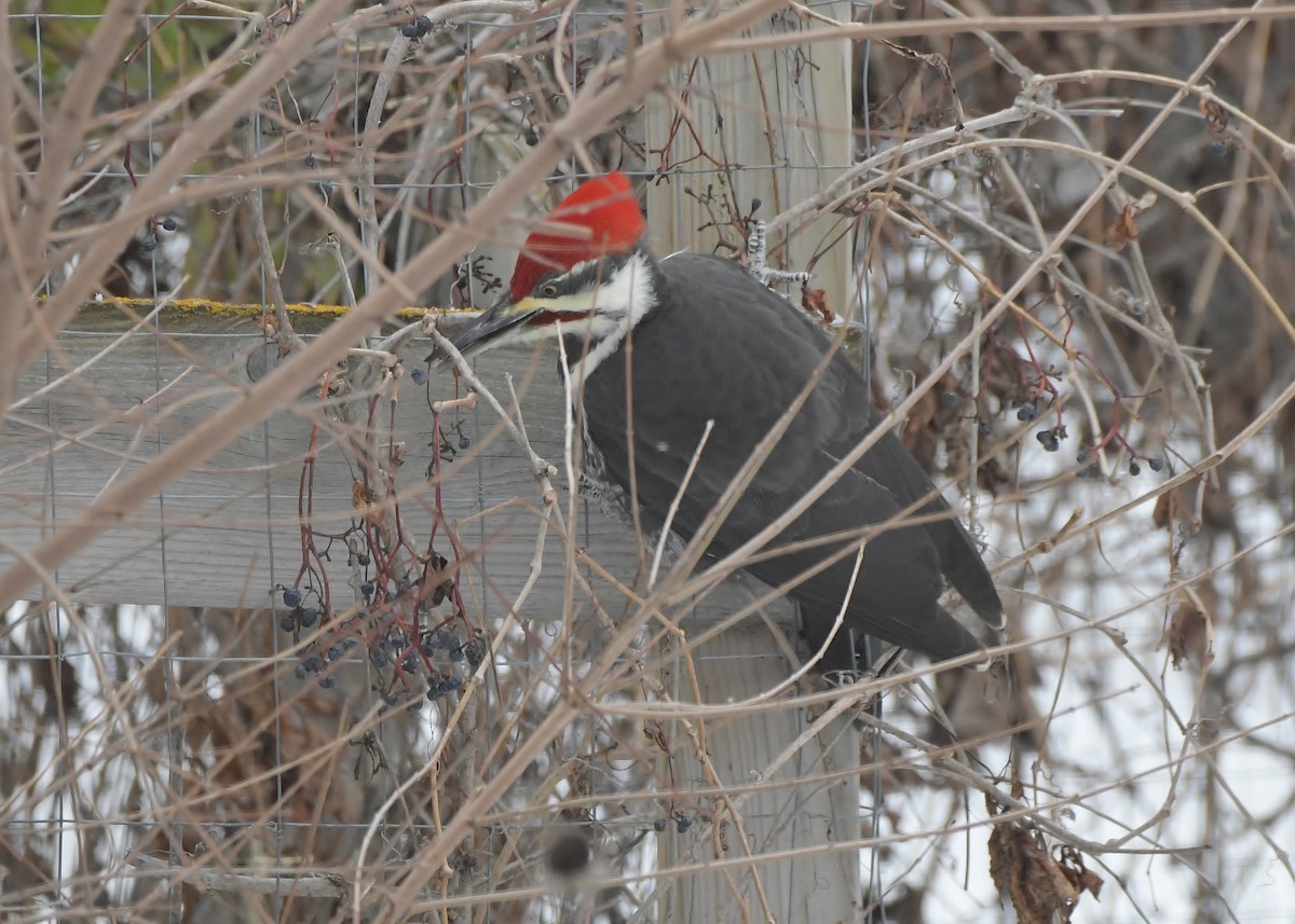 Pileated Woodpecker - ML646448341