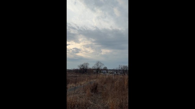 Gray-breasted Martin - ML646448345